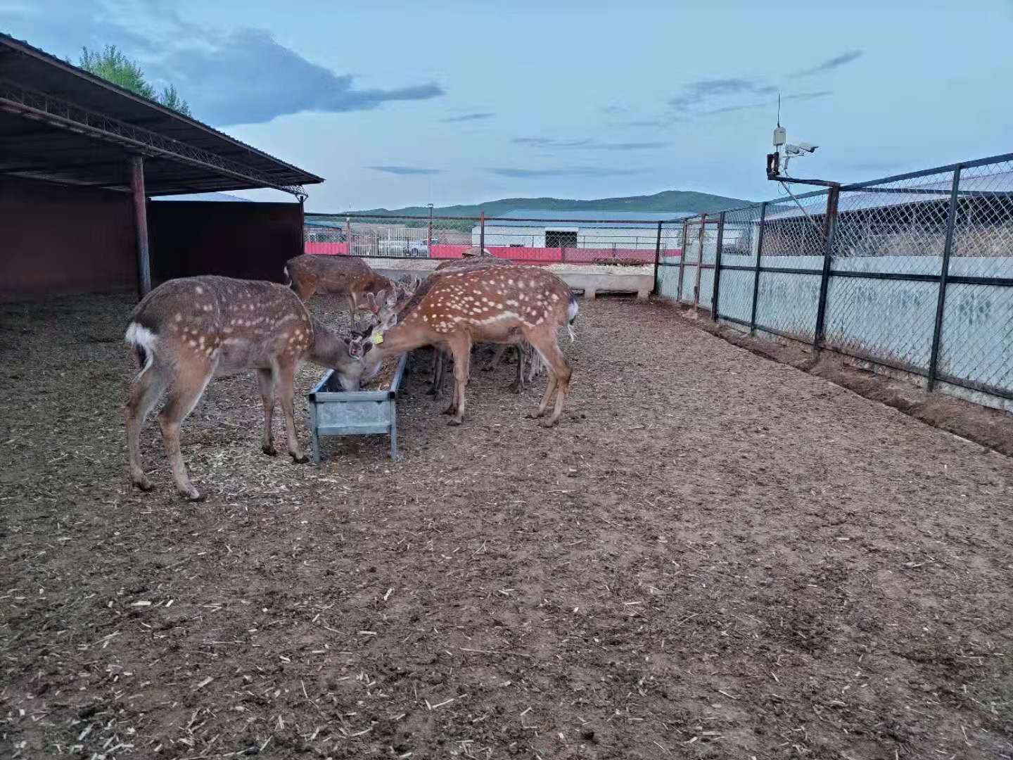 有機美菌劑在梅花鹿養殖的應用