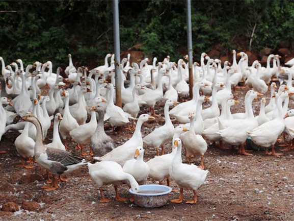 生物飼料發酵劑在肉鵝養殖中的應用