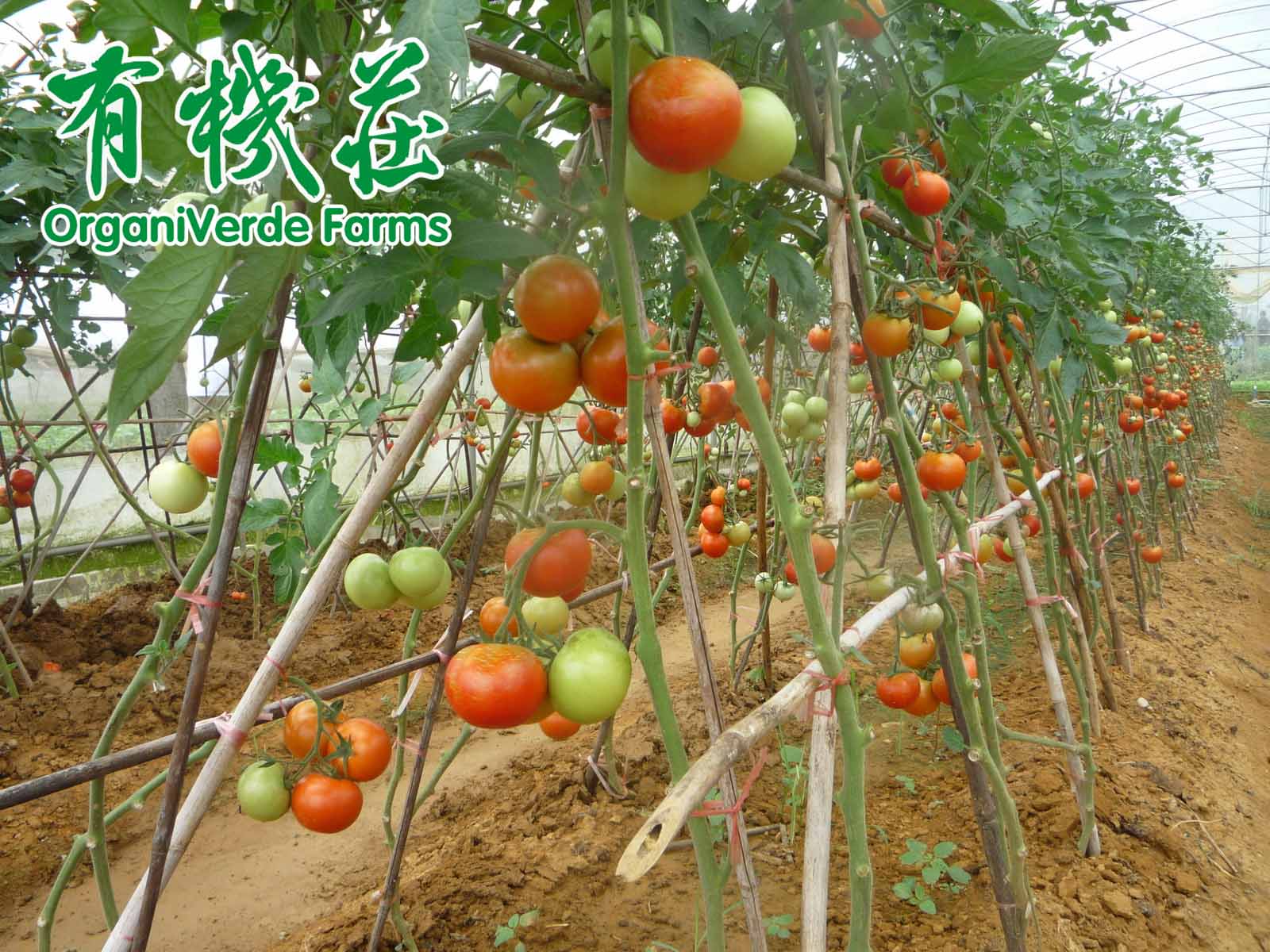 常吃有機蔬菜的好處