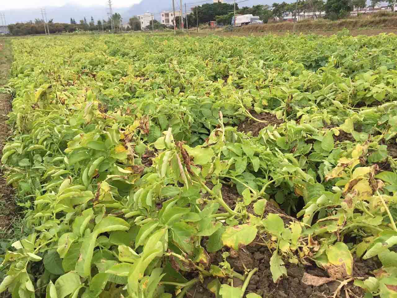 關於推進土壤改良修複工程，全面提升耕地質量的建議