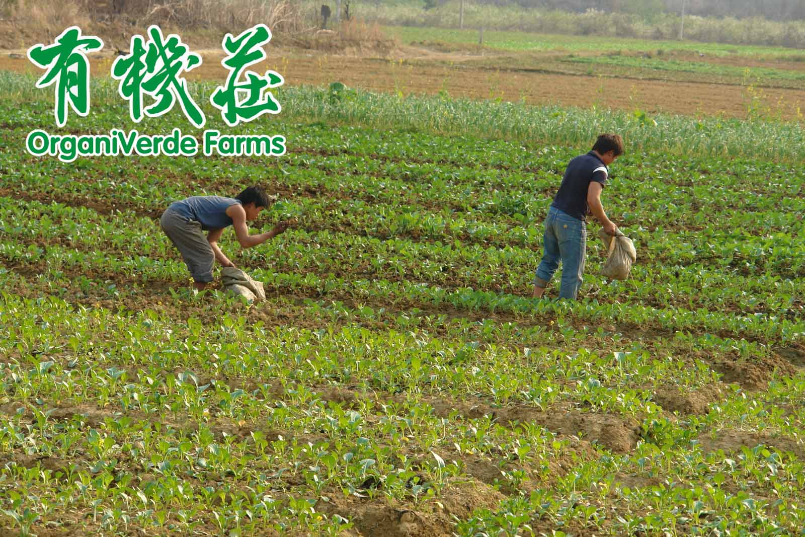 新型土壤改良技術研發成功将實施産業化