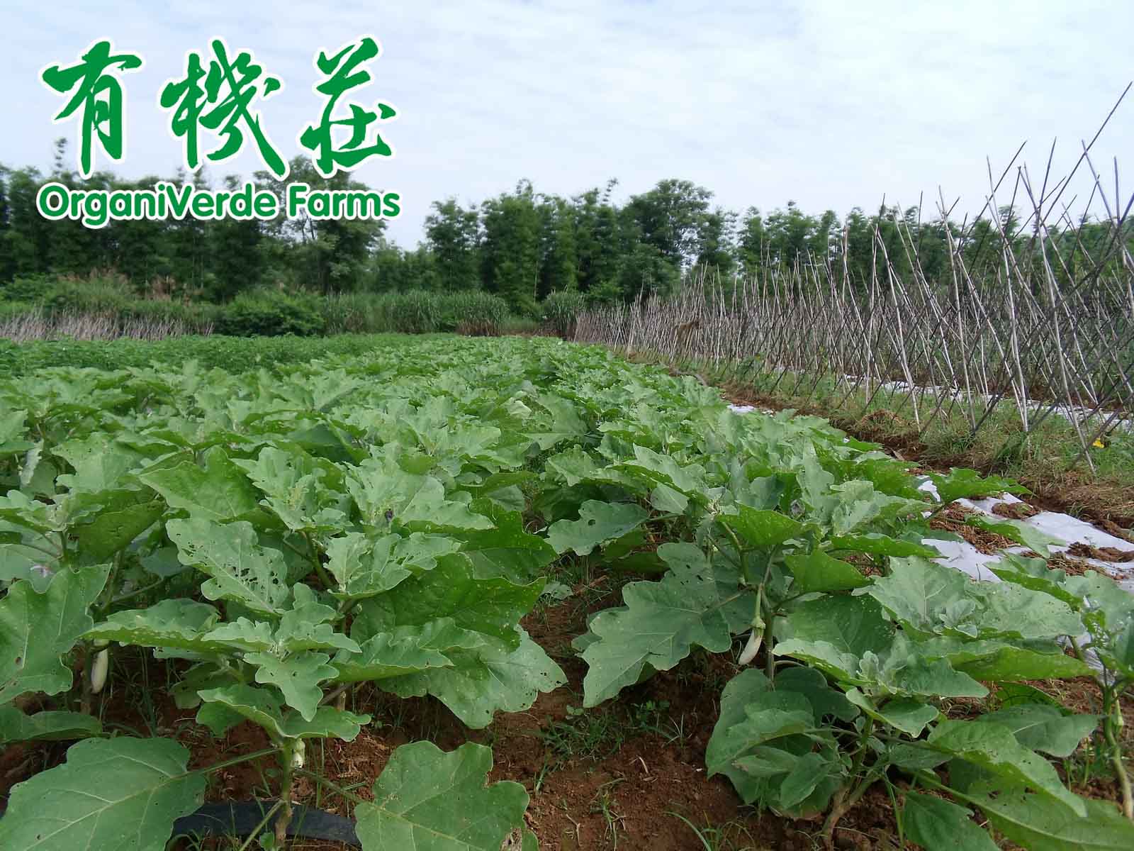 有機作物種植允許使用的植物保護産品物質和措施