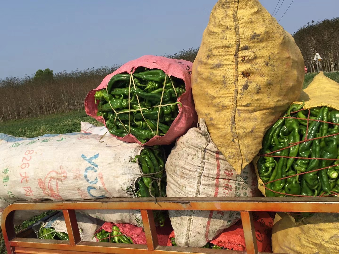 海南臨高南寶萬畝辣椒豐收