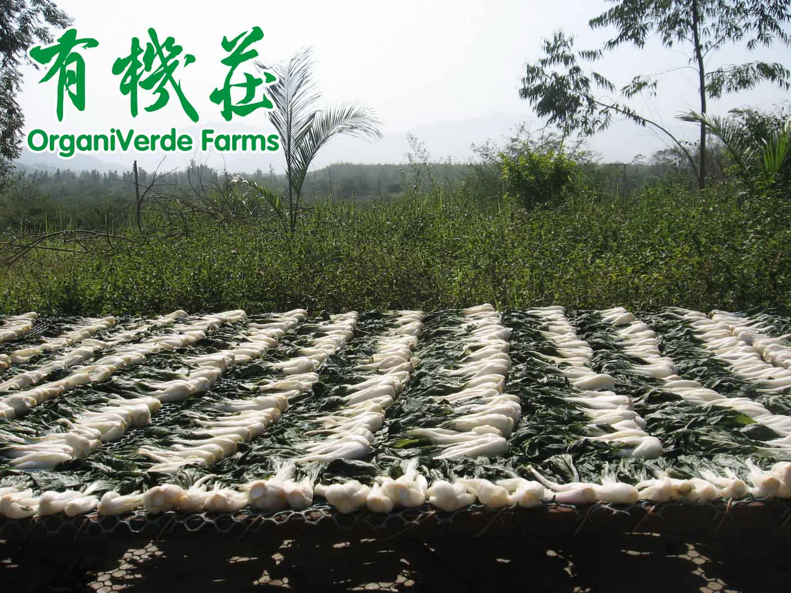 有機蔬菜投資難題