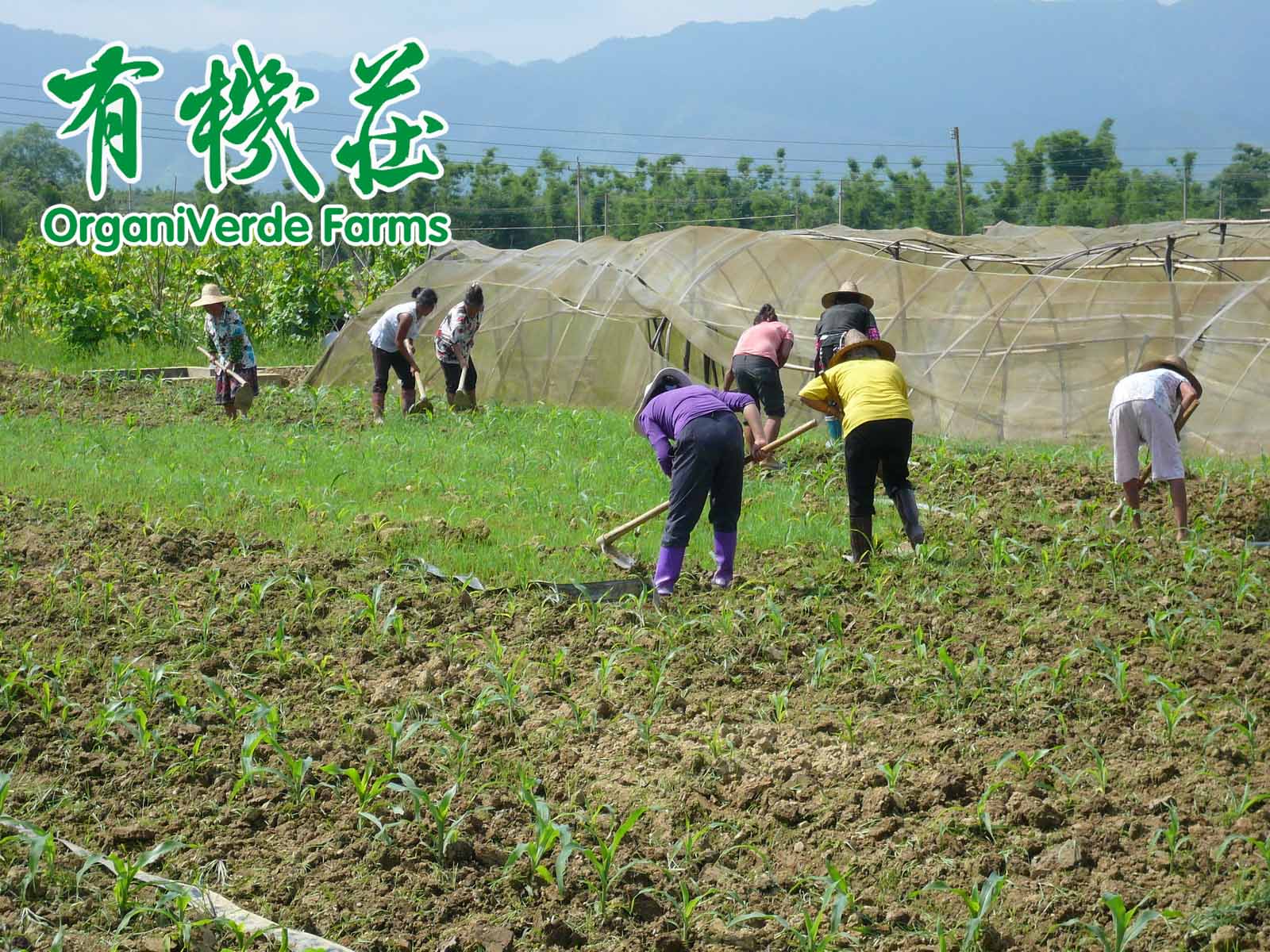 有機農耕的“均衡”生态系統能更好地控制害蟲