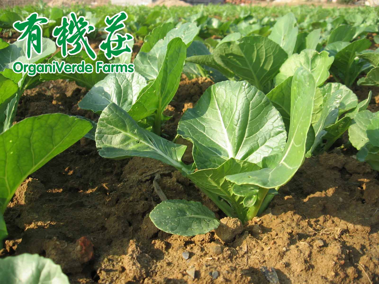 支持有機農業的10大理由