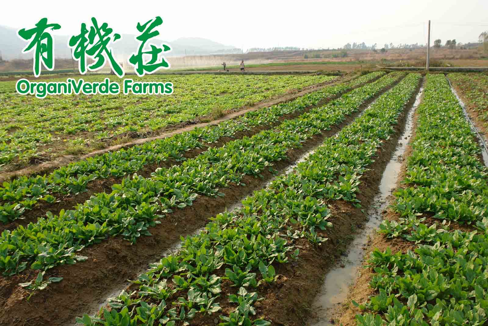 有機農業能養活世界的10個理由