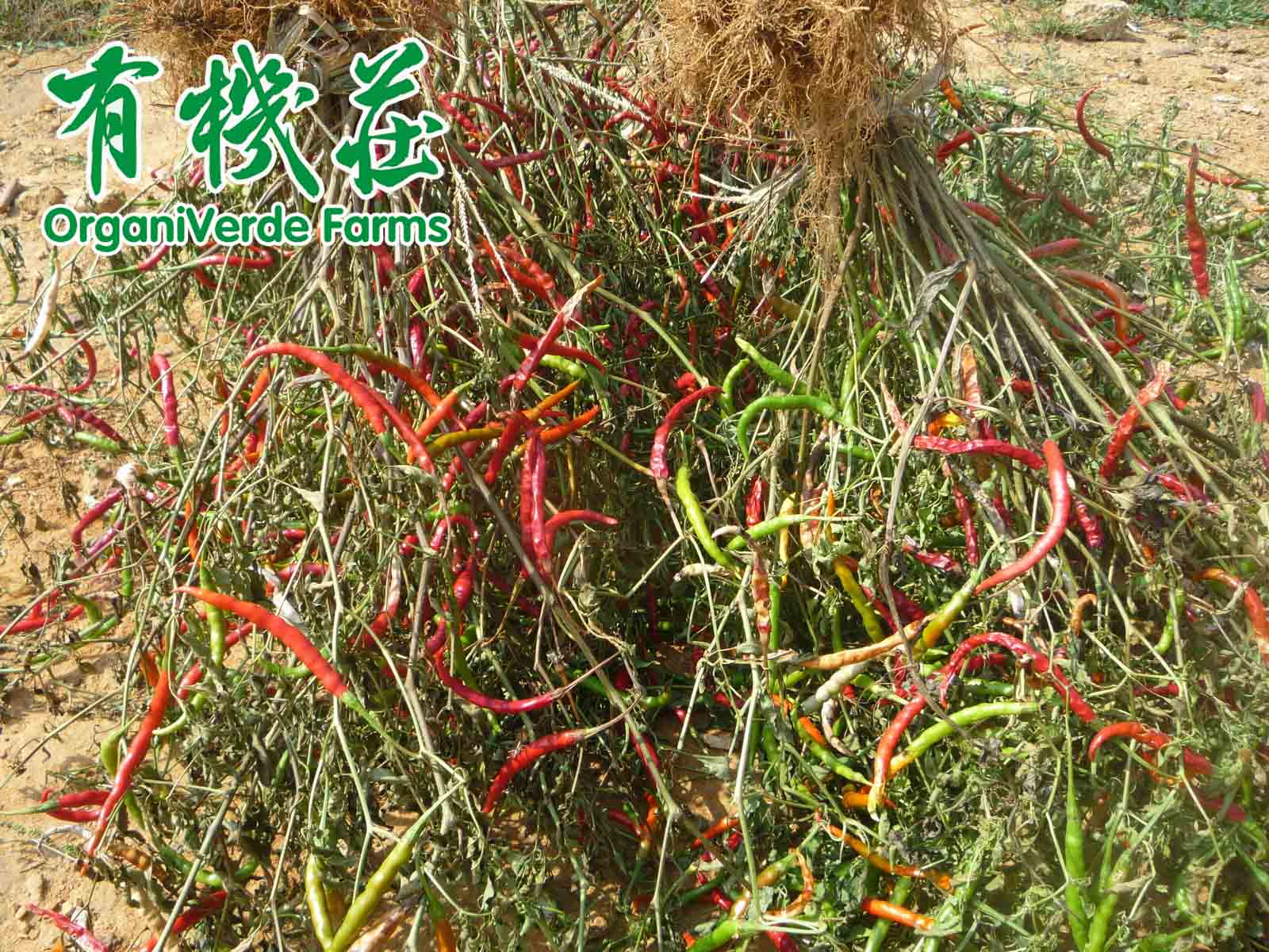 有機的另類探索