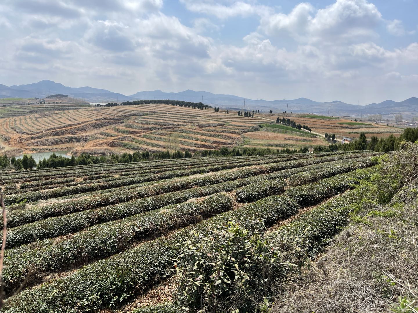 有機美菌劑在茶葉種植的應用