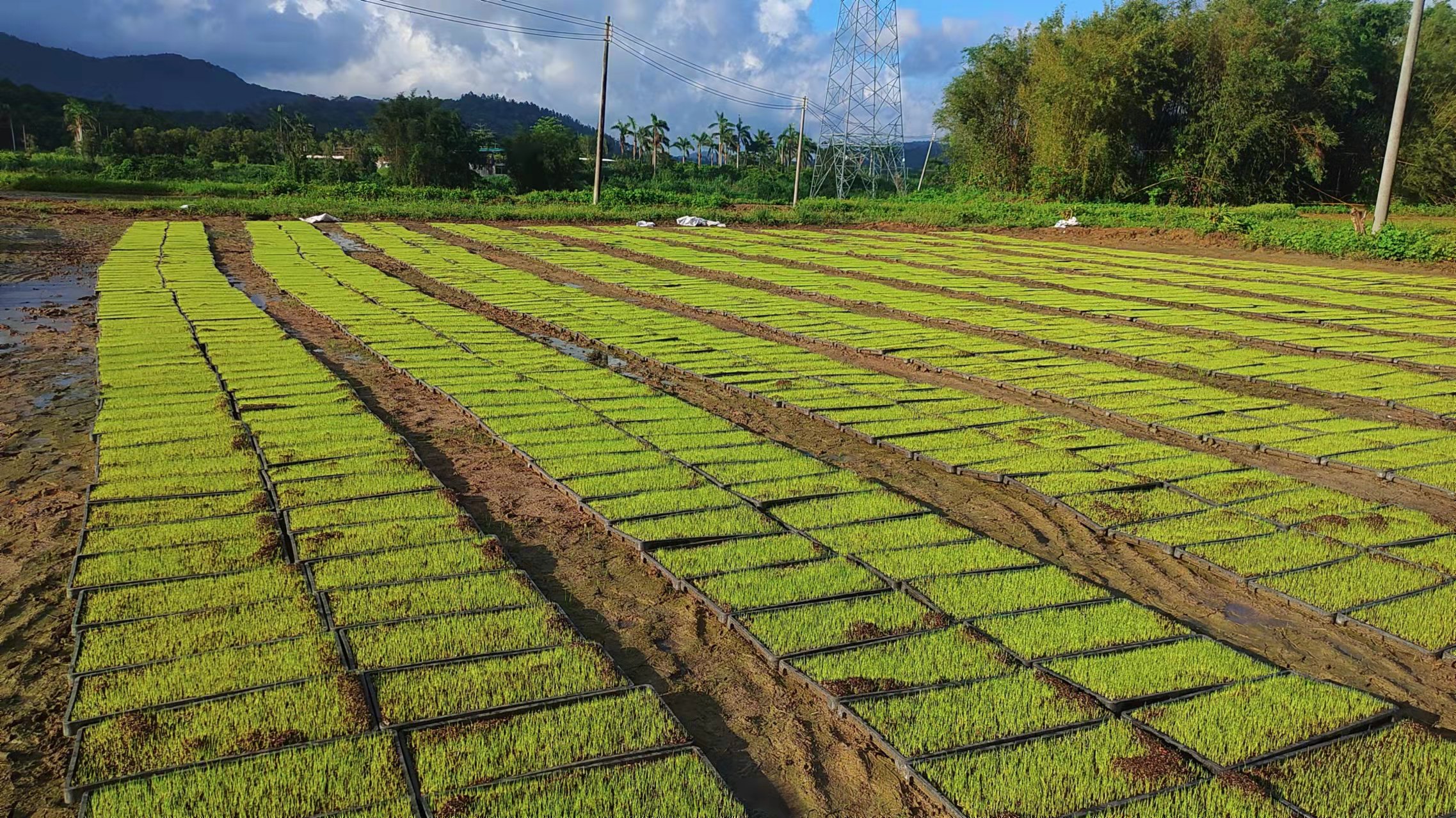 廣東(dōng)陽春市石湖村墾造水稻田種植實驗報(bào)告