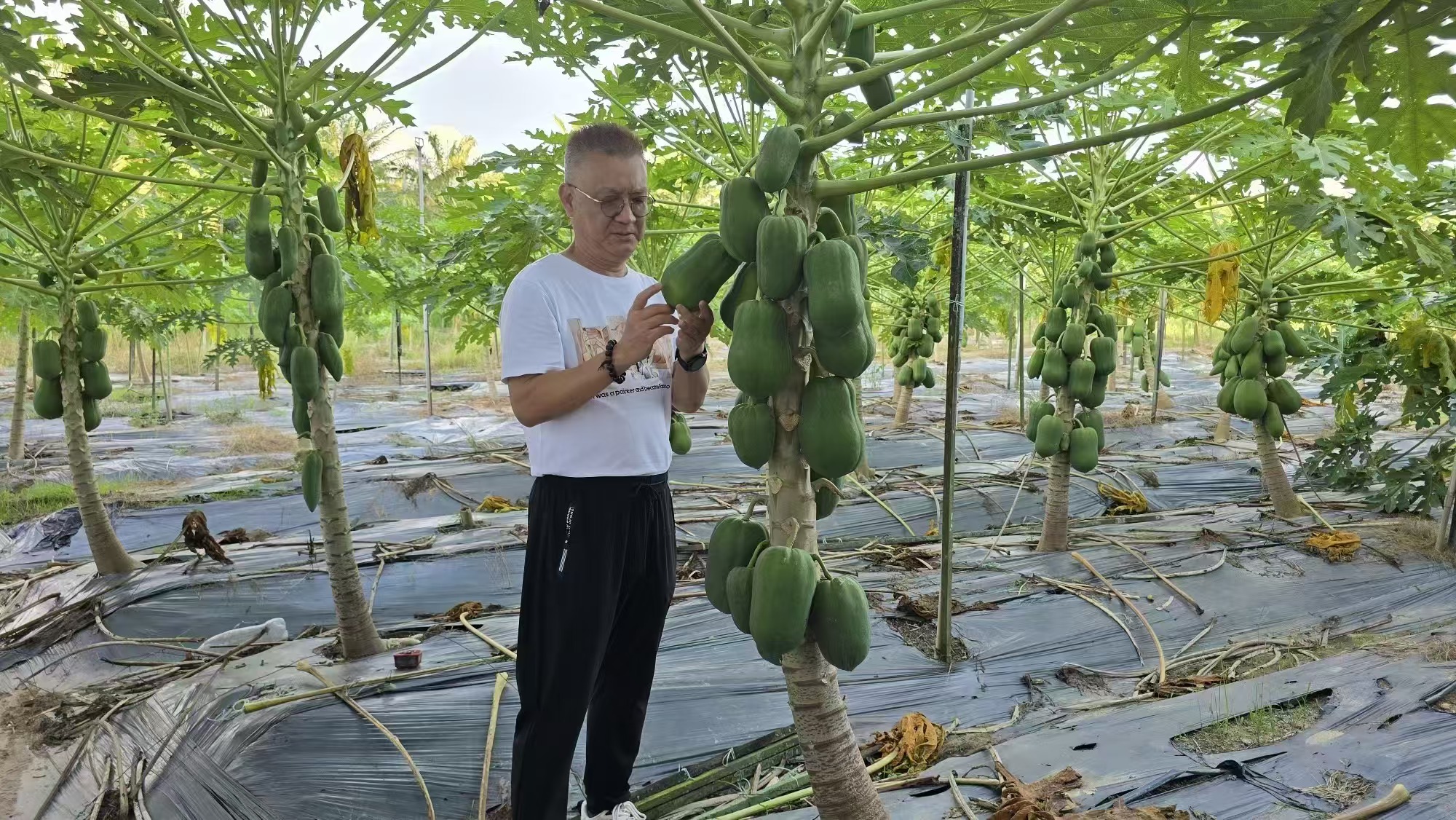 有機美林來璋勘察馬來西亞金馬倫多個農場，與農友們共同探讨土壤改良。