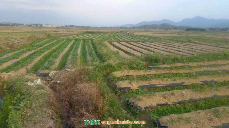 Bio1One 微生物菌劑(jì)在田頭進(jìn)行生物堆肥