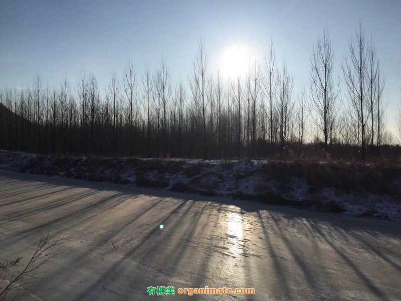 Bio1One 應用在北方暖棚土壤改良及生物堆肥