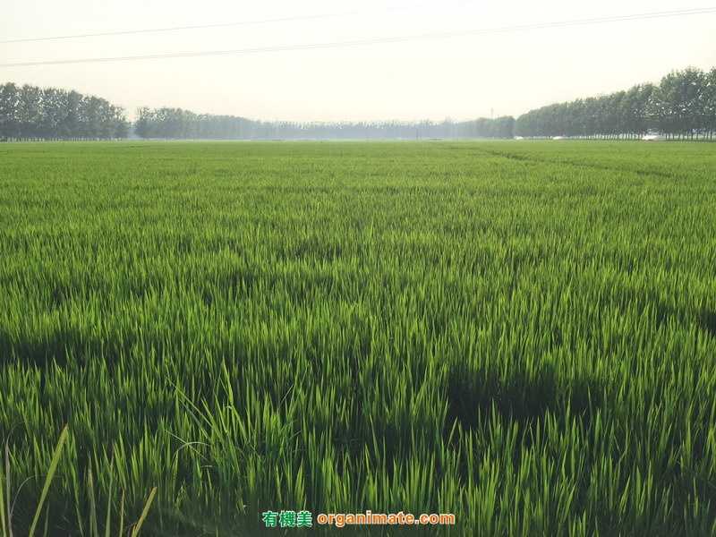 有機美助力江蘇新沂鴨稻基地發展