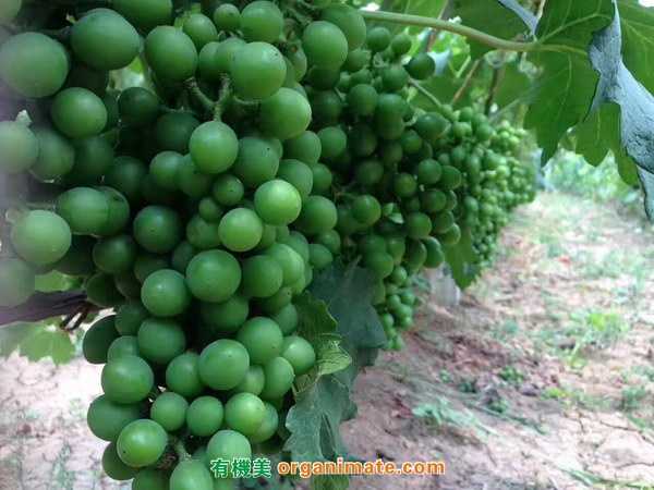 使用美國亞聯Bio1One 微生物菌劑系列産品的葡萄園